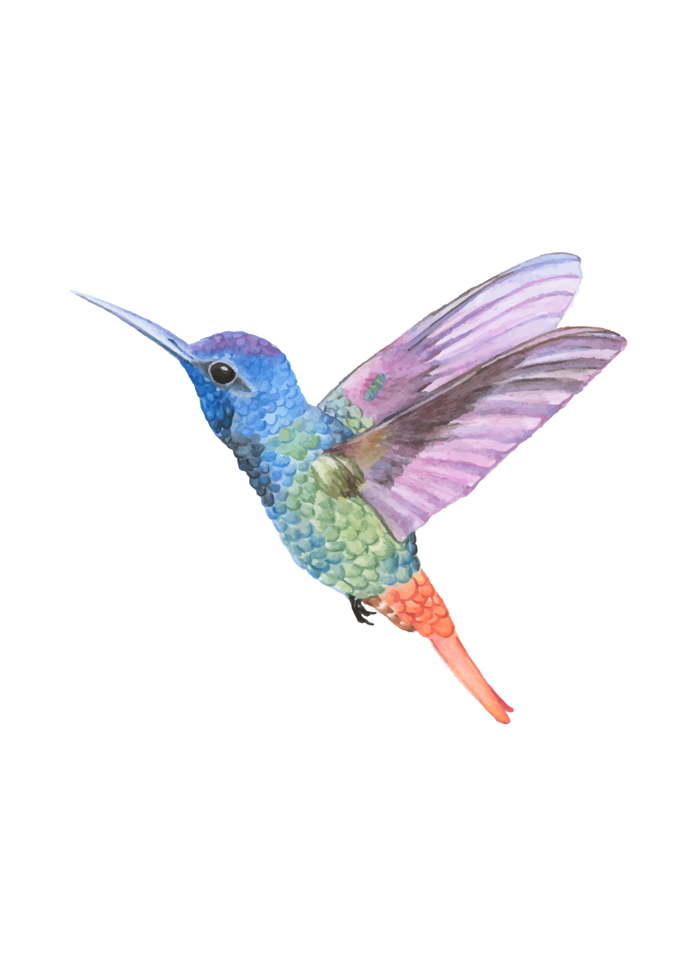 Hummingbird